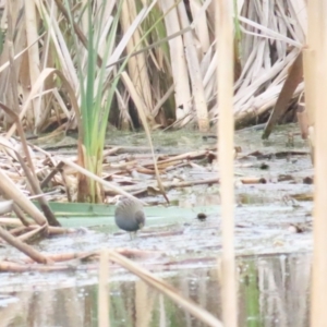 Porzana fluminea at Jerrabomberra Wetlands - 14 Jan 2024