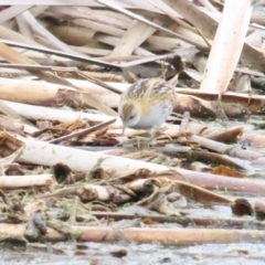 Zapornia pusilla (Baillon's Crake) at Jerrabomberra Wetlands - 14 Jan 2024 by BenW