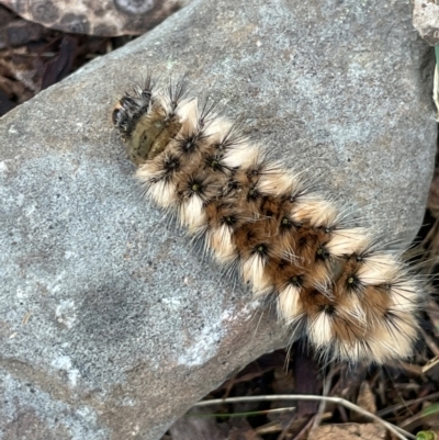 Anthela (genus) immature (Unidentified Anthelid Moth) at Namadgi National Park - 14 Jan 2024 by JaneR