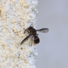 Eumeninae (subfamily) (Unidentified Potter wasp) at Lyons, ACT - 15 Jan 2024 by ran452