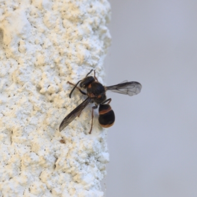 Eumeninae (subfamily) (Unidentified Potter wasp) at Lyons, ACT - 14 Jan 2024 by ran452