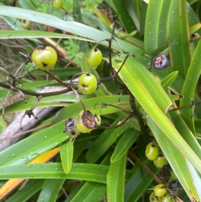 Dianella tasmanica (Tasman Flax Lily) at Namadgi National Park - 14 Jan 2024 by JaneR