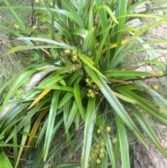 Dianella tasmanica at Namadgi National Park - 14 Jan 2024 12:19 PM