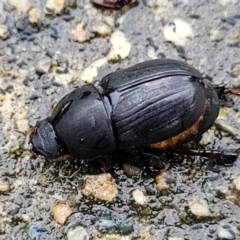 Heteronychus arator (African black beetle) at Banksia Street Wetland Corridor - 15 Jan 2024 by trevorpreston