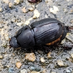 Heteronychus arator (African black beetle) at O'Connor, ACT - 14 Jan 2024 by trevorpreston