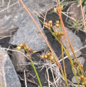 Juncus tenuis at Namadgi National Park - 14 Jan 2024