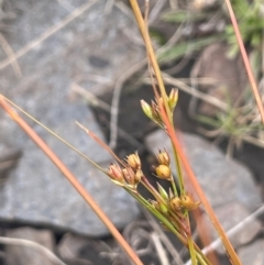 Juncus tenuis at Namadgi National Park - 14 Jan 2024