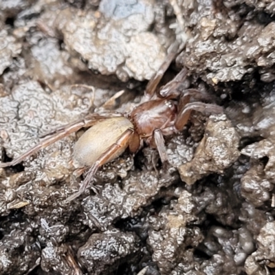 Gnaphosidae (family) (Ground spider) at O'Connor, ACT - 14 Jan 2024 by trevorpreston