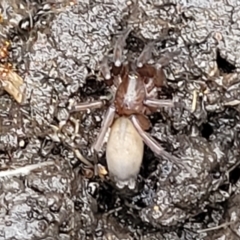 Gnaphosidae (family) at Banksia Street Wetland Corridor - 15 Jan 2024