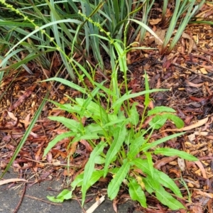 Rumex brownii at Banksia Street Wetland Corridor - 15 Jan 2024 08:21 AM