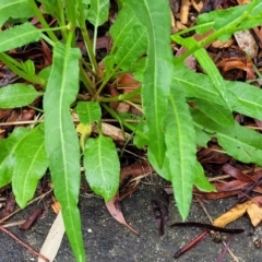 Rumex brownii at Banksia Street Wetland Corridor - 15 Jan 2024 08:21 AM