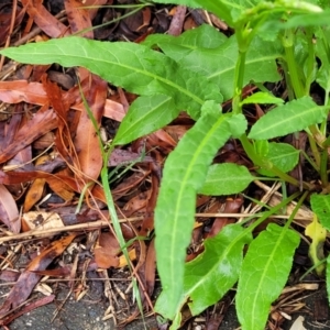 Rumex brownii at Banksia Street Wetland Corridor - 15 Jan 2024 08:21 AM