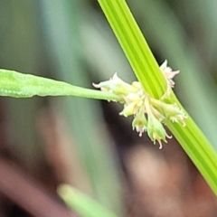 Rumex brownii at Banksia Street Wetland Corridor - 15 Jan 2024 08:21 AM