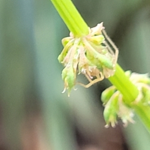 Rumex brownii at Banksia Street Wetland Corridor - 15 Jan 2024 08:21 AM