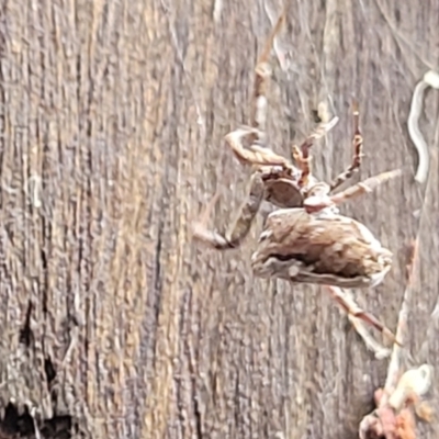 Philoponella congregabilis (Social house spider) at Banksia Street Wetland Corridor - 15 Jan 2024 by trevorpreston