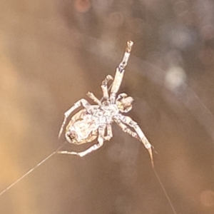 Philoponella congregabilis at Banksia Street Wetland Corridor - 15 Jan 2024 08:20 AM