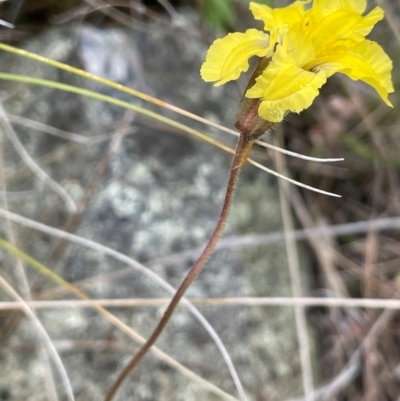 Velleia paradoxa (Spur Velleia) at Booth, ACT - 14 Jan 2024 by JaneR