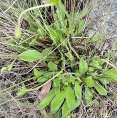 Velleia paradoxa at Namadgi National Park - 14 Jan 2024