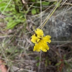 Velleia paradoxa at Namadgi National Park - 14 Jan 2024