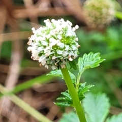 Acaena novae-zelandiae (Bidgee Widgee) at Banksia Street Wetland Corridor - 14 Jan 2024 by trevorpreston