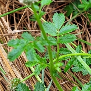 Acaena novae-zelandiae at Banksia Street Wetland Corridor - 15 Jan 2024