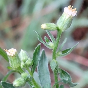 Erigeron sumatrensis at Banksia Street Wetland Corridor - 15 Jan 2024