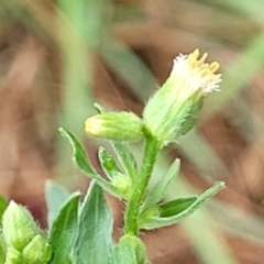 Erigeron sumatrensis at Banksia Street Wetland Corridor - 15 Jan 2024