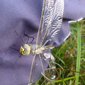 Anax papuensis at Bass Gardens Park, Griffith - 13 Jan 2024 11:09 AM