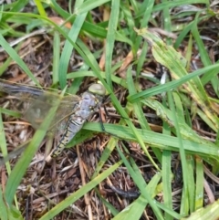 Anax papuensis at Bass Gardens Park, Griffith - 13 Jan 2024 11:09 AM