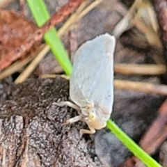 Anzora unicolor at O'Connor, ACT - 15 Jan 2024