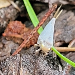 Anzora unicolor at O'Connor, ACT - 15 Jan 2024