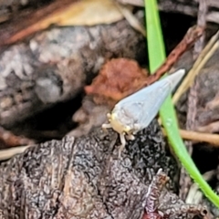 Anzora unicolor at O'Connor, ACT - 15 Jan 2024