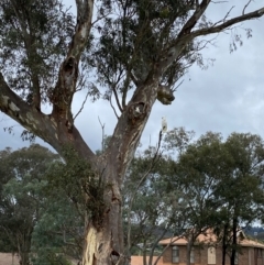 Cacatua galerita (Sulphur-crested Cockatoo) at Wanniassa, ACT - 14 Jan 2024 by Jenjen