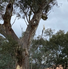 Cacatua galerita at Wanniassa, ACT - 14 Jan 2024