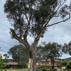 Cacatua galerita at Wanniassa, ACT - 14 Jan 2024 11:01 AM