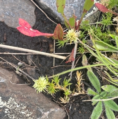 Scleranthus diander (Many-flowered Knawel) at Namadgi National Park - 14 Jan 2024 by JaneR