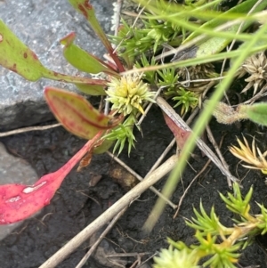 Scleranthus diander at Namadgi National Park - 14 Jan 2024