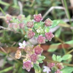 Poranthera microphylla (Small Poranthera) at Booth, ACT - 14 Jan 2024 by JaneR