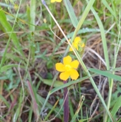 Hypericum gramineum (Small St Johns Wort) at Griffith, ACT - 13 Jan 2024 by SRoss