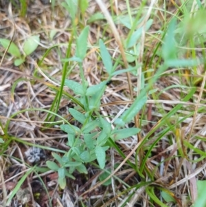 Hypericum gramineum at Bass Gardens Park, Griffith - 13 Jan 2024