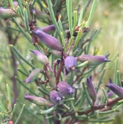 Hakea microcarpa (Small-fruit Hakea) at Broken Dam, NSW - 10 Jan 2024 by JaneR