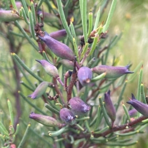 Hakea microcarpa at Kosciuszko National Park - 10 Jan 2024