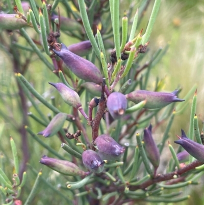 Hakea microcarpa (Small-fruit Hakea) at Kosciuszko National Park - 10 Jan 2024 by JaneR