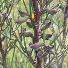 Hakea microcarpa at Kosciuszko National Park - 10 Jan 2024 01:06 PM