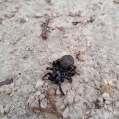 Unidentified Trapdoor, Funnelweb or Mouse spider (Mygalomorphae) at Tidbinbilla Nature Reserve - 24 Dec 2023 by kristi.lee@act.gov.au