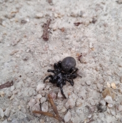 Hadronyche sp. (genus) (A funnel web) at Tidbinbilla Nature Reserve - 24 Dec 2023 by kristi.lee@act.gov.au