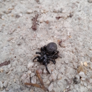 Hadronyche sp. (genus) at Tidbinbilla Nature Reserve - 24 Dec 2023