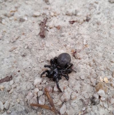 Unidentified Trapdoor, Funnelweb or Mouse spider (Mygalomorphae) at Tidbinbilla Nature Reserve - 24 Dec 2023 by kristi.lee@act.gov.au