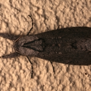 Endoxyla (genus) at Ainslie, ACT - 12 Jan 2024