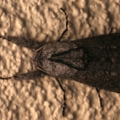 Endoxyla (genus) at Ainslie, ACT - 12 Jan 2024